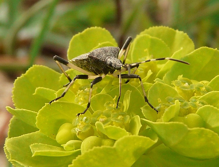 Dicranocephalus agilis